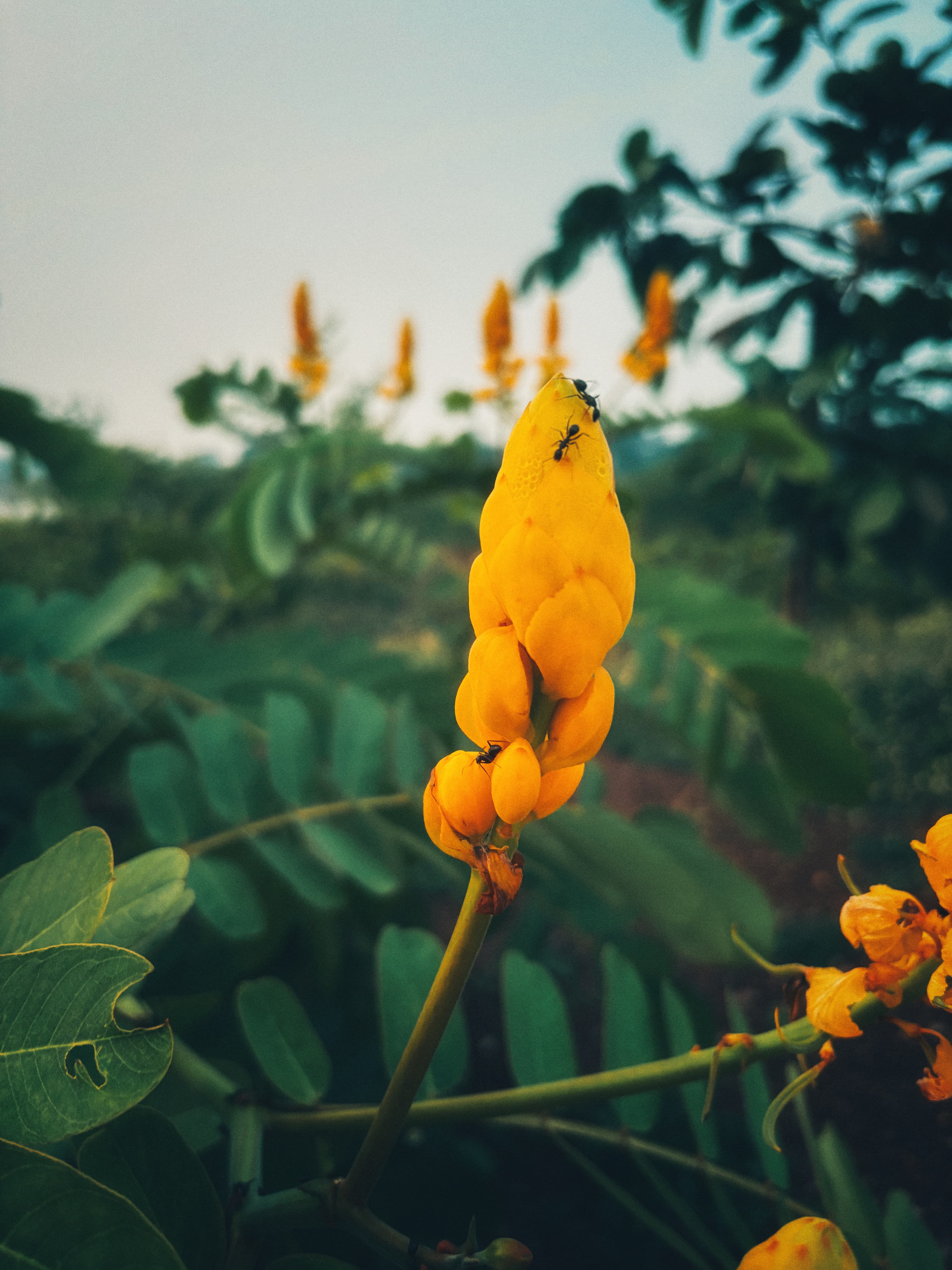 Photograph by Krishna Jhanwar (4)