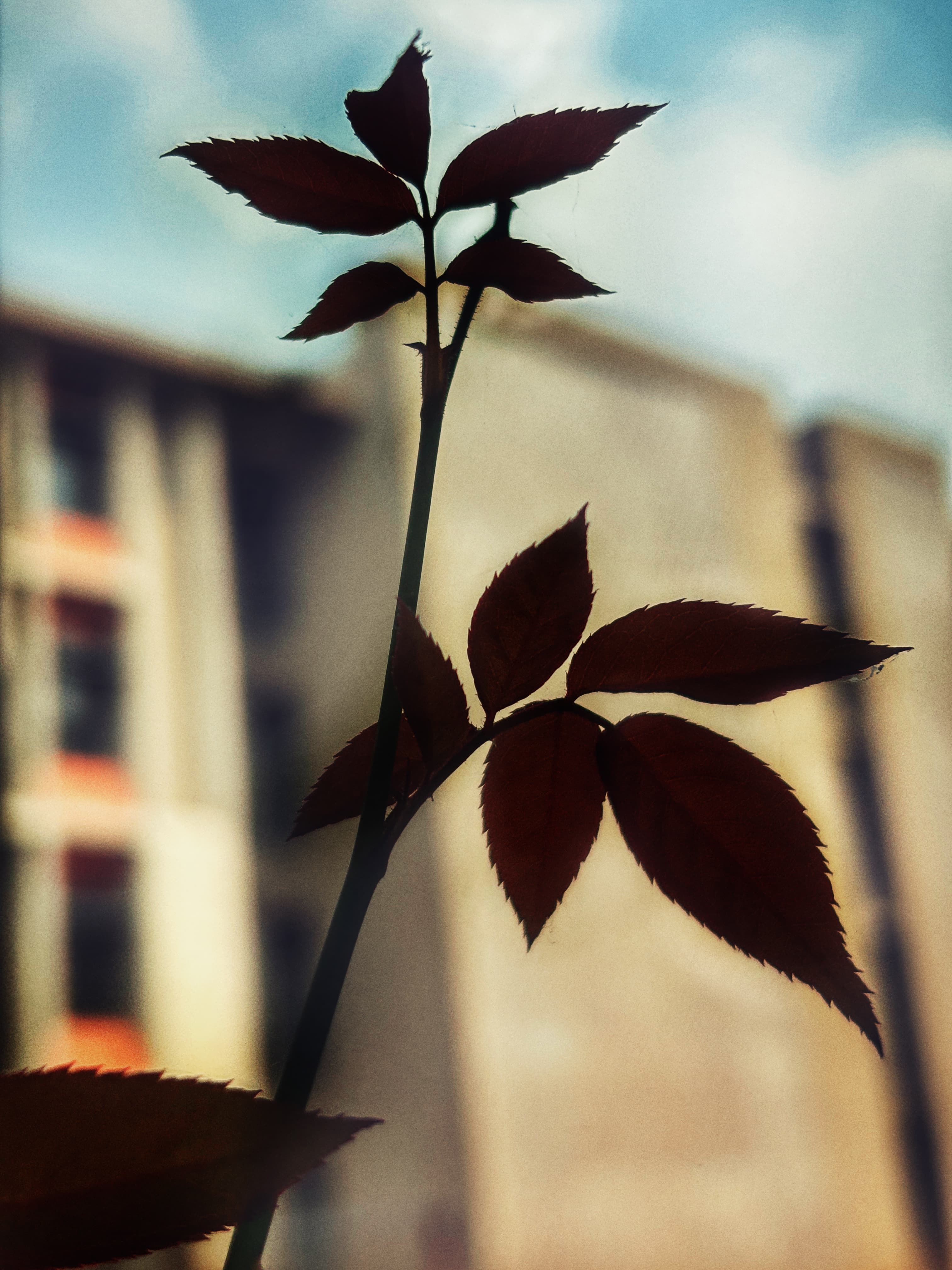Photograph by Krishna Jhanwar (6)